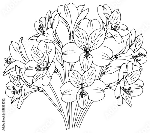 Vector art of alstroemeria flowers outline 