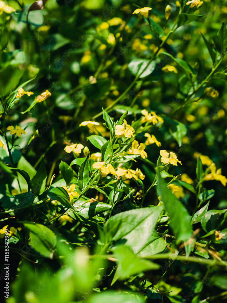 Obraz premium Yellow flowers in the garden