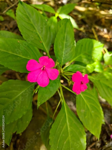 Flor color fucsia de tallo y hojas verdes. Conocida como alegría del hogar, alegría de la casa, balsamina, mirelindo, coqueta o impatiens walleriana.
