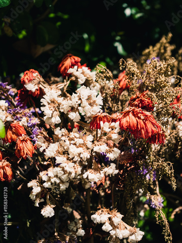 Wilting flowers