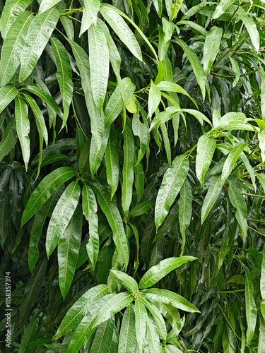 hojas verdes de árbol iluminadas con luz natural