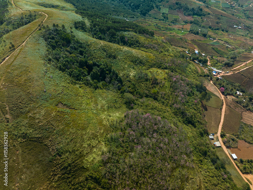 Aerial view of a lush forest with vibrant pink blossoms under a bright blue sky. The scenic landscape features rolling hills and distant mountains evoking a sense of tranquility and natural beauty photo