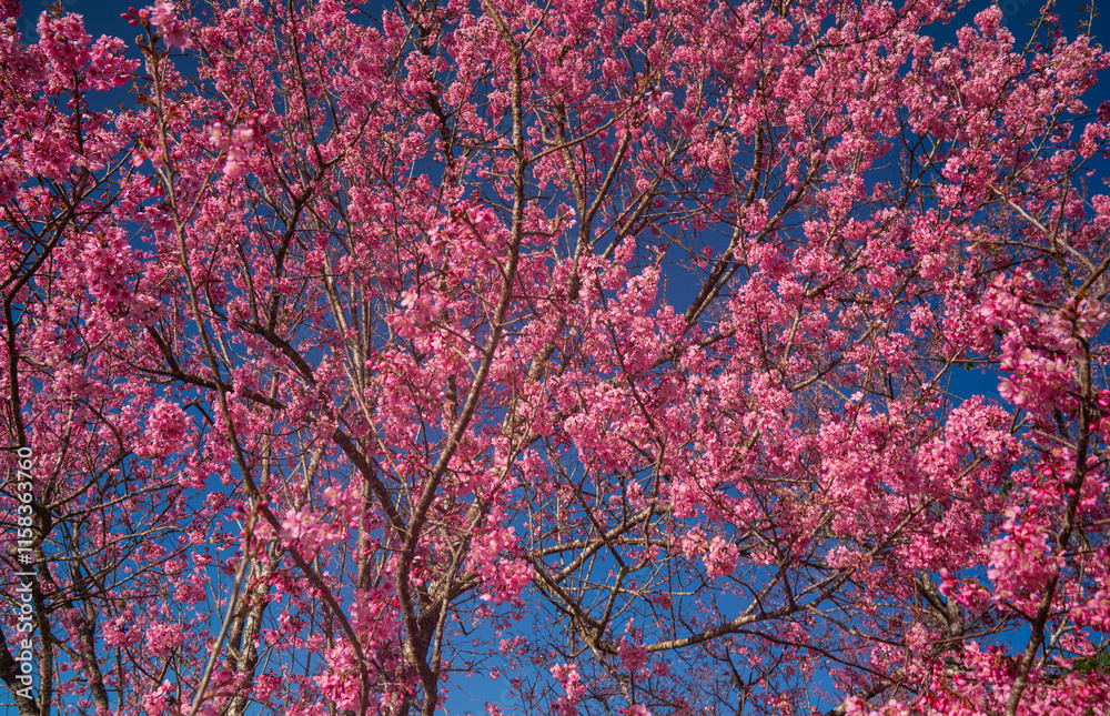 A vibrant close-up of cherry blossom branches in full bloom, set against a deep blue sky. The image captures the delicate pink flowers and budding blossoms, evoking the beauty of springtime renewal. A vibrant close-up of cherry blossom branches in full bloom, set against a deep blue sky. The image captures the delicate pink flowers and budding blossoms, evoking the beauty of springtime renewal.
