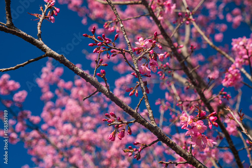 A vibrant close-up of cherry blossom branches in full bloom, set against a deep blue sky. The image captures the delicate pink flowers and budding blossoms, evoking the beauty of springtime renewal. photo