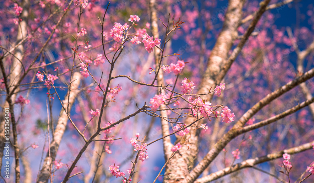 A vibrant close-up of cherry blossom branches in full bloom, set against a deep blue sky. The image captures the delicate pink flowers and budding blossoms, evoking the beauty of springtime renewal. A vibrant close-up of cherry blossom branches in full bloom, set against a deep blue sky. The image captures the delicate pink flowers and budding blossoms, evoking the beauty of springtime renewal.