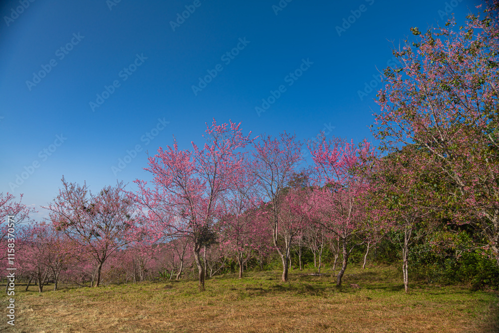 A serene forest landscape with a solitary tree reaching towards the sky, ..surrounded by the beauty of nature in winter,..featuring snow-covered branches and a peaceful ambiance A serene forest landscape with a solitary tree reaching towards the sky, ..surrounded by the beauty of nature in winter,..featuring snow-covered branches and a peaceful ambiance