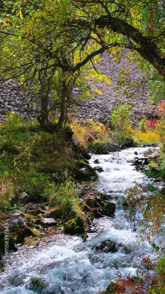 The rapid flow of a mountain river flowing in a wooded area. Vertical video. A stormy mountain stream. The flow of fresh water. The rapid flow of a mountain river flowing in a wooded area. Vertical video. A stormy mountain stream. The flow of fresh water.