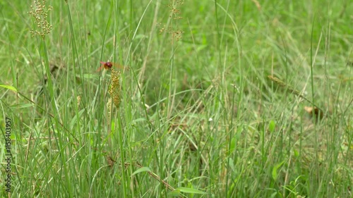 A rested red dragonfly flies away after a long period of swaying and resting on a tall grass.