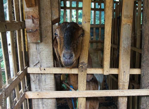 goat head coming out of the pen, goat farming in a traditional pen photo