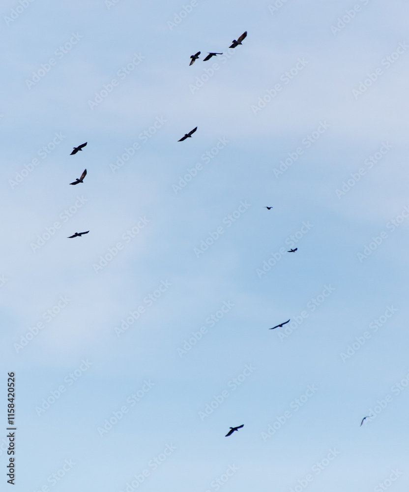 Obraz premium A flock of birds flying in a line across a blue sky