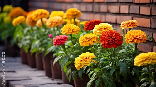 Wallpaper Mural Stunning display of colorful marigold flowers thriving in an urban garden environment with a lush green foliage and brick wall backdrop adding a charming natural touch to the scene Torontodigital.ca