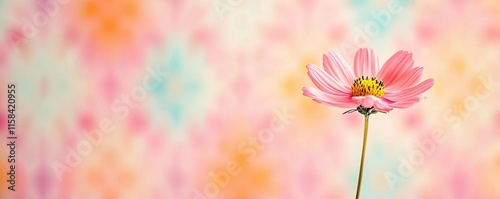 Cosmos floral abstract background concept. Delicate pink flower against a soft and colorful abstract background.