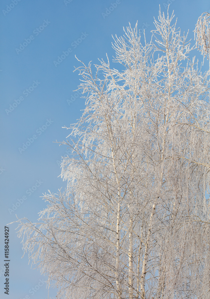 A tree with a lot of snow on it is in front of a blue sky