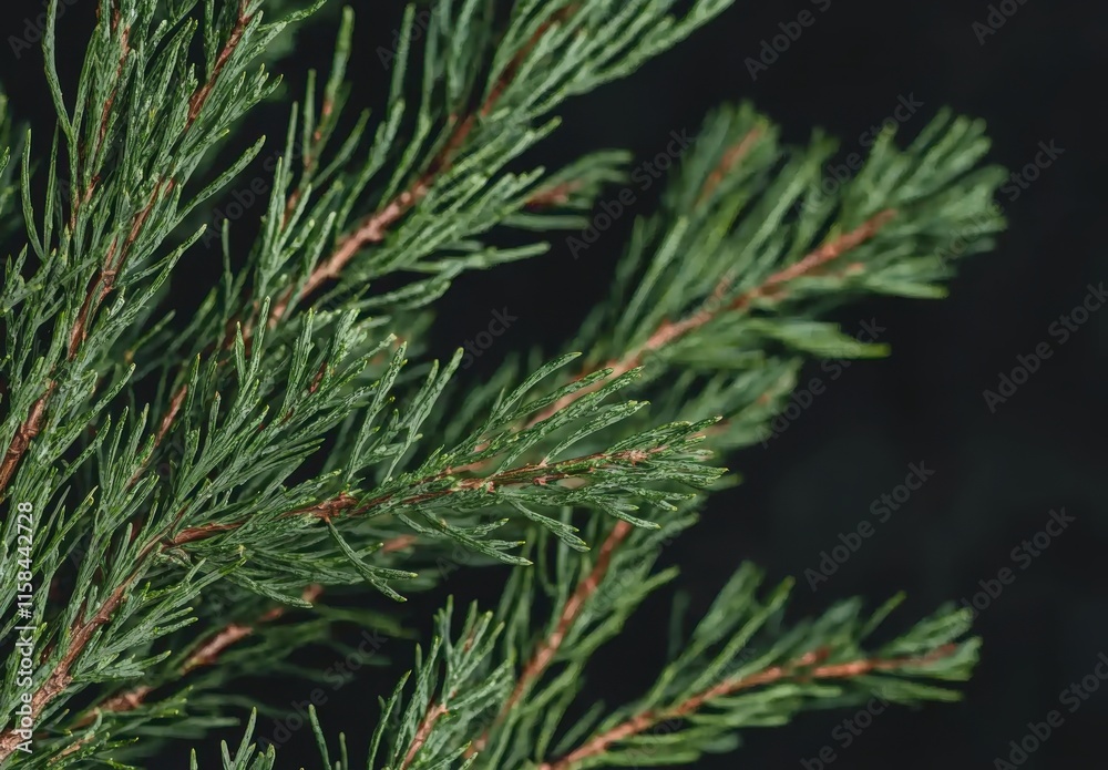 Closeup of Vibrant Evergreen Branches Closeup of Vibrant Evergreen Branches