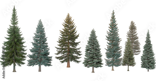 variety of evergreen trees, including pine and spruce, are displayed row, showcasing different shapes and shades of green. These trees are commonly found forests and are known for their needle