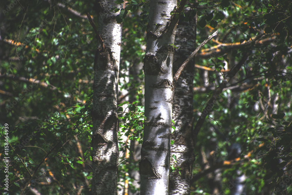 Fototapeta premium Mixed 24 Tree Stems