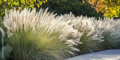 Fluffy Pennisetum alopecuroides Hameln showcases beautiful fountain grasses with white flowers, perfect for summer gardens. Experience the elegance of Pennisetum and its airy texture.
