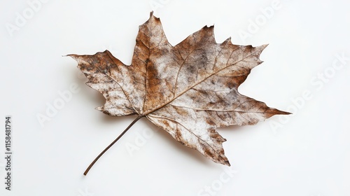 Dry maple leaf isolated on a white background, showcasing the intricate textures and details of a dry maple leaf, perfect for nature themed compositions or design projects. photo