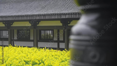 Explore Yanyu Guangming Temple surrounded by vibrant rapeseed flowers in a serene setting photo