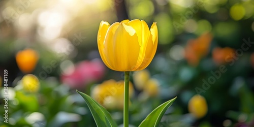 A vibrant yellow tulip blooms during the spring season, showcasing its beauty. This yellow tulip perfectly captures the essence of springtime and adds a cheerful touch to any setting. photo