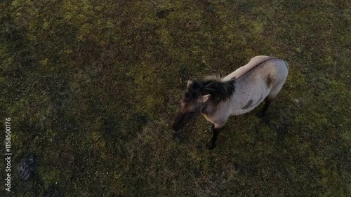 Two Wild Horses in Overcast Meadow - Windy, Dramatic Scene Captured by Drone photo