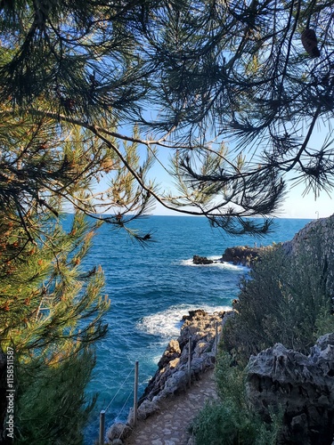 La mer derrière le arbre
