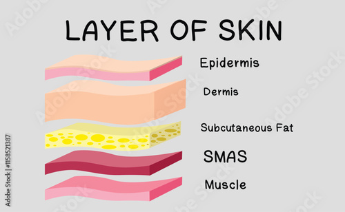 Skin layered structure on gray background