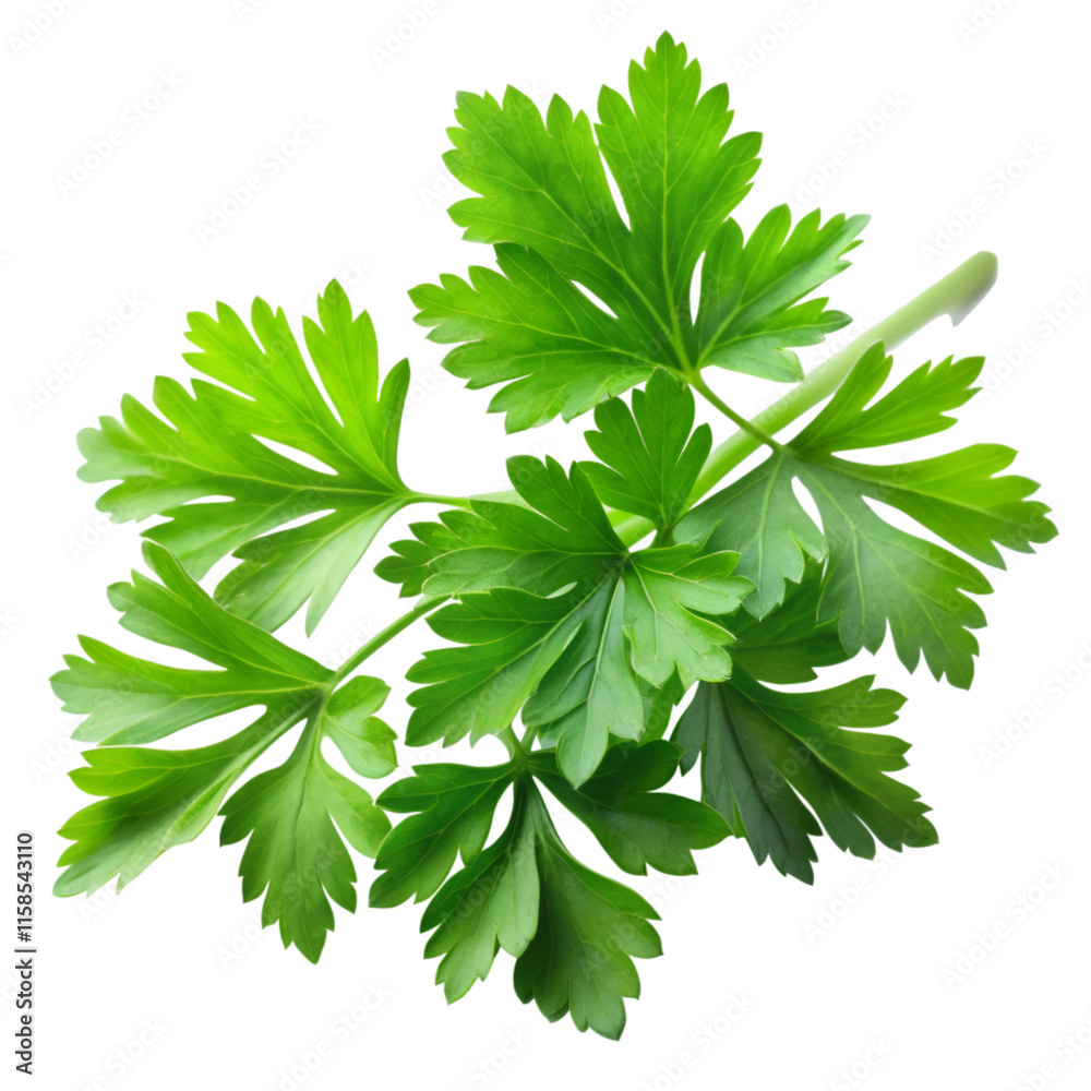 Parsley leaves in a closeup isolated on transparent background Parsley leaves in a closeup isolated on transparent background