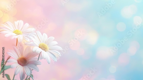 Daisy floral abstract background idea. Delicate white daisies with a colorful blurred background, symbolizing purity and beauty.