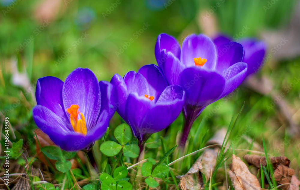 three beautiful purple flowers just bloomed at the return of Spring three beautiful purple flowers just bloomed at the return of Spring