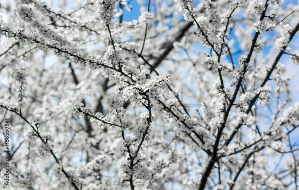 splendid spring has returned in the blossoming of the trees splendid spring has returned in the blossoming of the trees