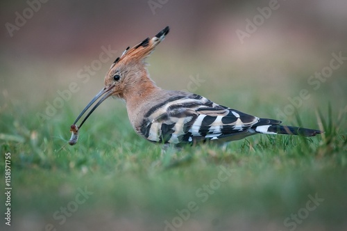High resolution close up image of a single Upupa bird feeding a juicy worm in the wild with green grass background- Israel