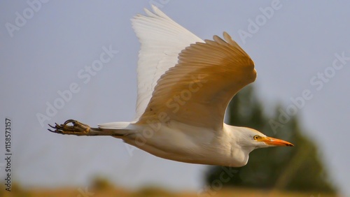 High resolution colorful image of a single adult cattle egret bird in flight in the wild- Israel photo