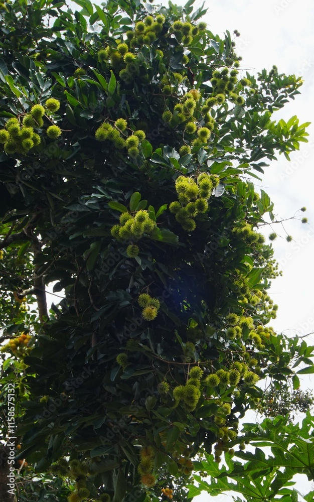 rambutan tree that bears lots of fruit and will soon ripen rambutan tree that bears lots of fruit and will soon ripen