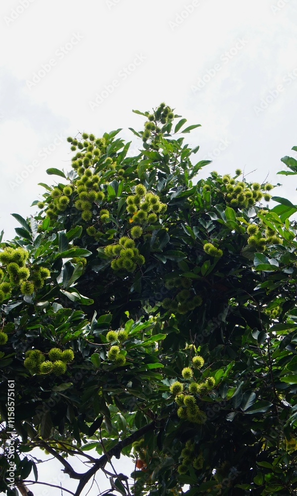 rambutan tree that bears lots of fruit and will soon ripen rambutan tree that bears lots of fruit and will soon ripen