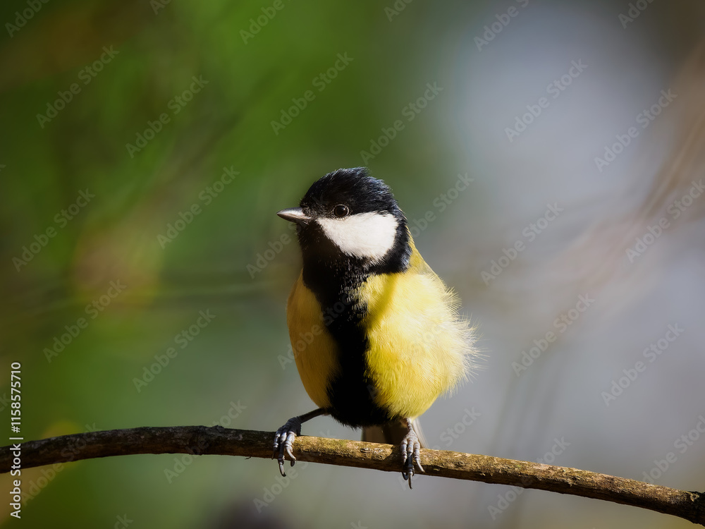 tit sitting on a tree branch against a blurred background tit sitting on a tree branch against a blurred background