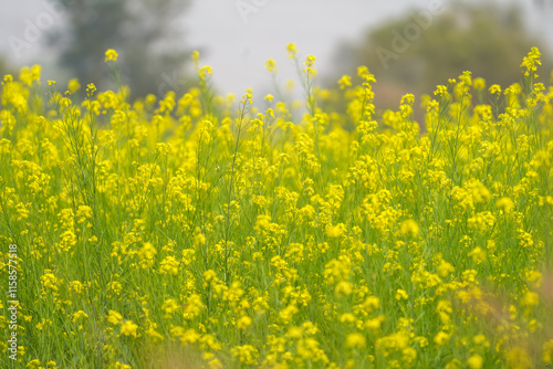 Yellow mustard field in bloom, Close-up of mustard flowers, Bright yellow blossoms in field, Mustard plants with blurred background, Golden yellow mustard crops, Vibrant flowers stock photo. photo