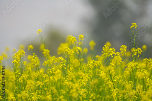 Yellow mustard field in bloom, Close-up of mustard flowers, Bright yellow blossoms in field, Mustard plants with blurred background, Golden yellow mustard crops, Vibrant flowers stock photo. photo