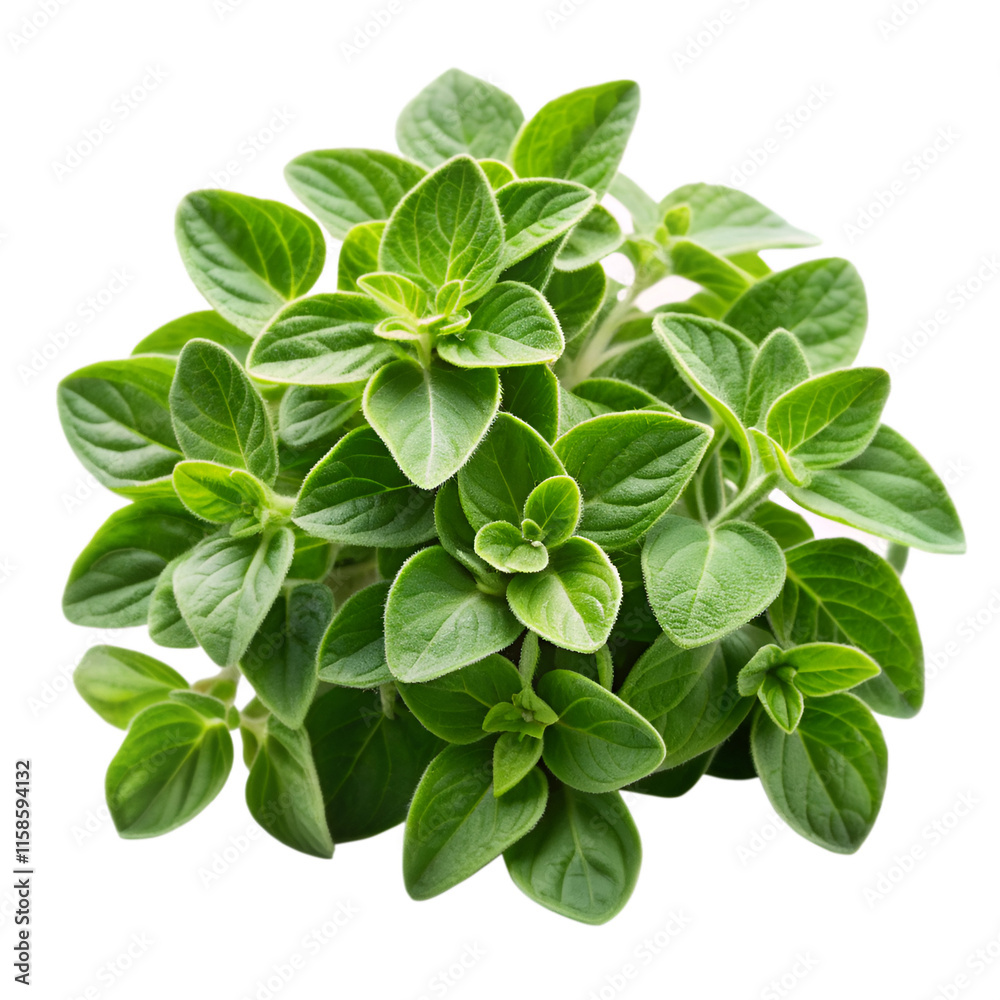 Oregano isolated on transparent background Oregano isolated on transparent background