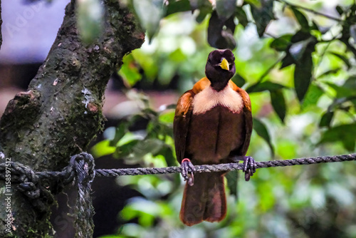 Beatiful bird of paradise on branch, cendrawasih bird photo