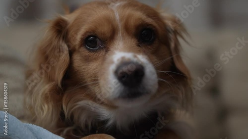 Cute Puppy Dog looking at Camera photo