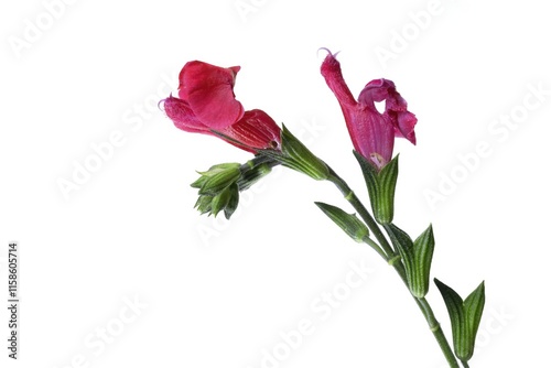 Isolated Pink Salvia microphylla Flowers on White Background, studio shot photo