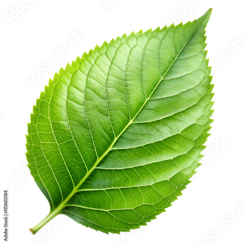 Green leaf isolated on transparent background photo