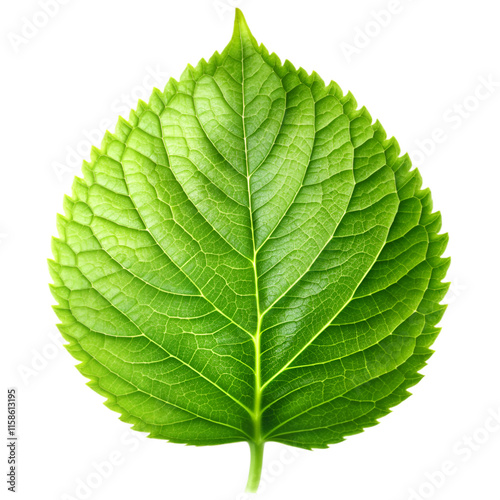 Green leaf isolated on transparent background photo
