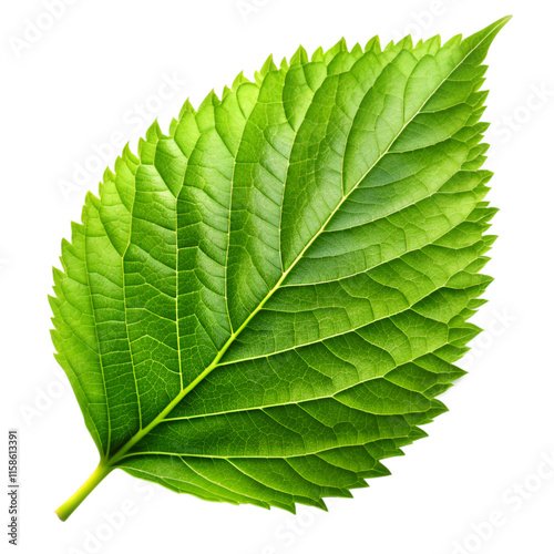 Green leaf isolated on transparent background photo