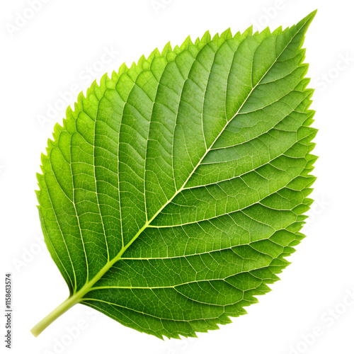 Green leaf isolated on transparent background photo