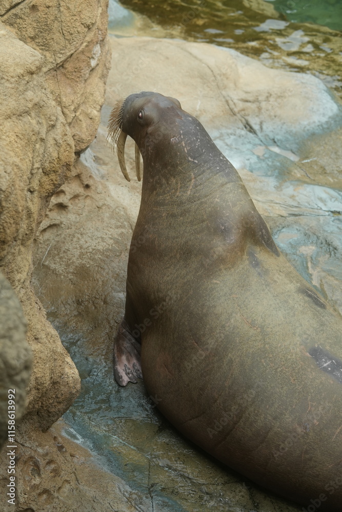 Fototapeta premium odobenus rosmarus on the rocks