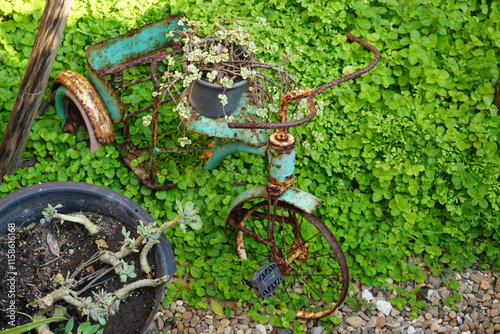 Old and rusty children bike with plant, Abandoned bike