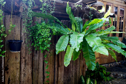 Bird's nest fern hang at wooden wall
