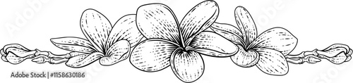 A plumeria frangipani tropical Bali tropical flower design in a vintage retro woodcut etching or engraving style